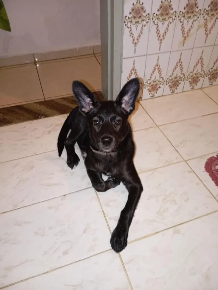 Cachorro raça SRD-ViraLata idade 1 ano nome Pandora 