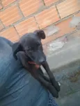 cachorro 