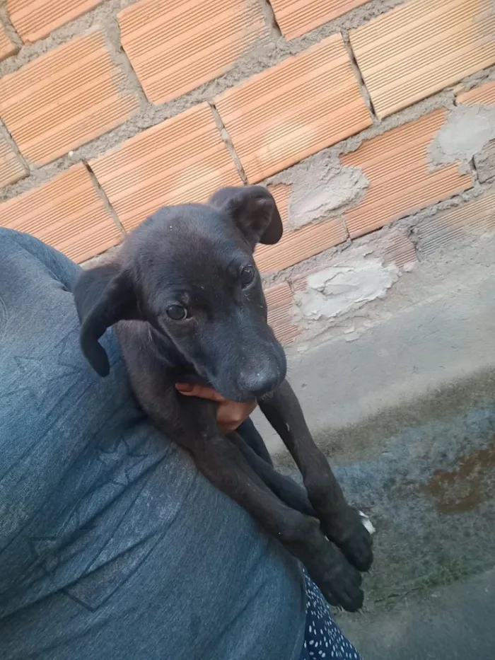 Cachorro raça SRD-ViraLata idade Abaixo de 2 meses nome cachorro 