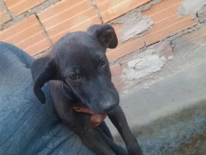 Cachorro raça SRD-ViraLata idade Abaixo de 2 meses nome cachorro 