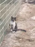 bob