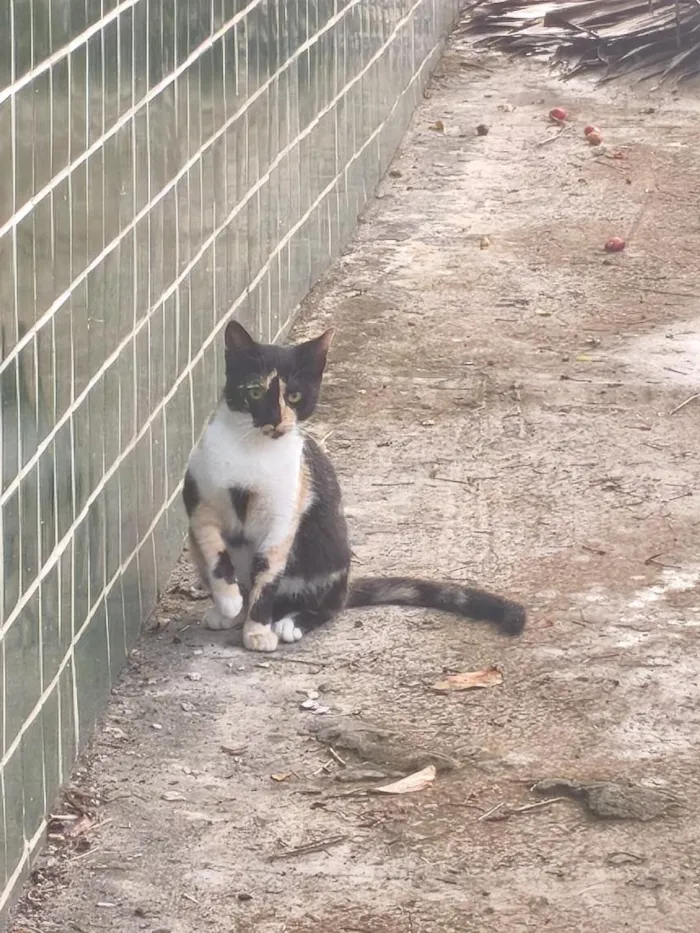 Gato raça SRD-ViraLata idade 2 a 6 meses nome bob