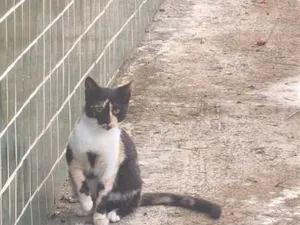 Gato raça SRD-ViraLata idade 2 a 6 meses nome bob