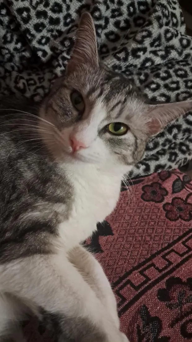 Gato raça SRD-ViraLata idade 3 anos nome mimi