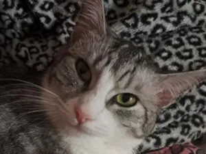Gato raça SRD-ViraLata idade 3 anos nome mimi