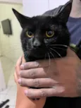 Pantera