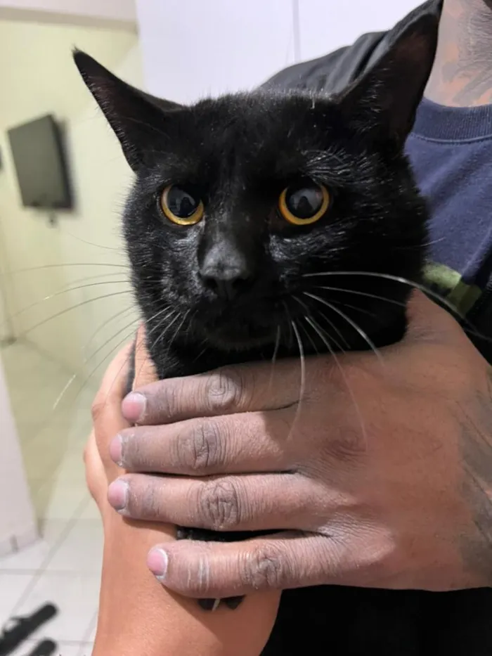 Gato raça SRD-ViraLata idade 7 a 11 meses nome Pantera