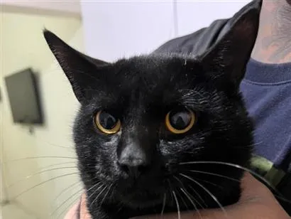 Gato raça SRD-ViraLata idade 7 a 11 meses nome Pantera