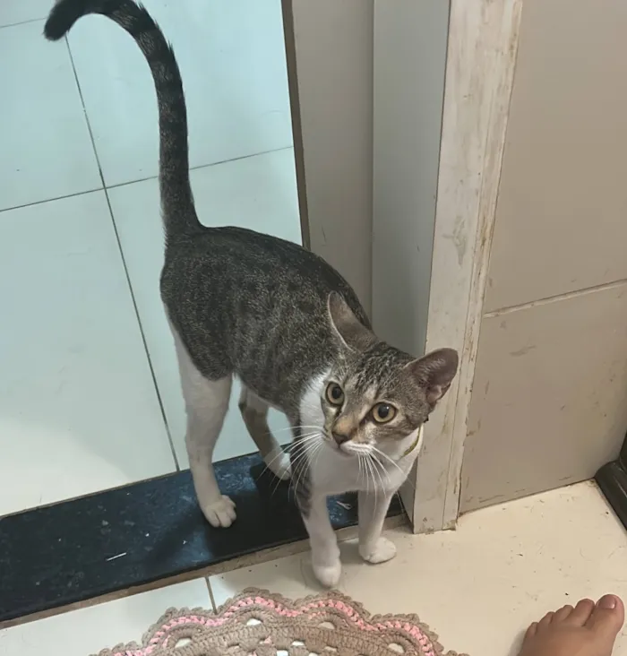 Gato raça SRD-ViraLata idade 2 a 6 meses nome Teresa