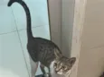 Teresa