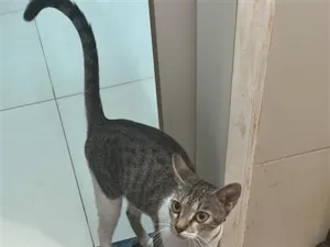 Gato raça SRD-ViraLata idade 2 a 6 meses nome Teresa