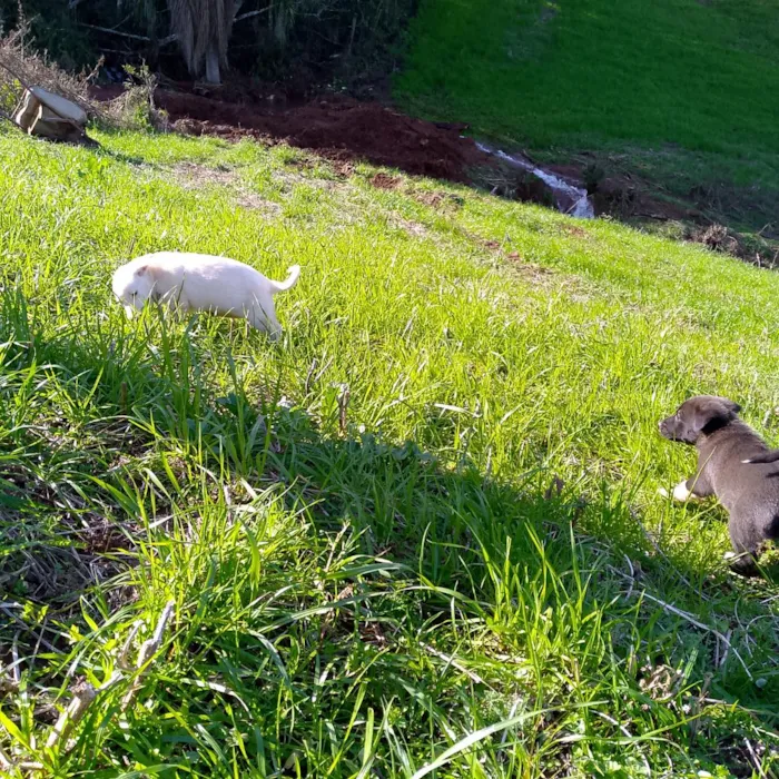 Cachorro raça SRD-ViraLata idade Abaixo de 2 meses nome sem nome