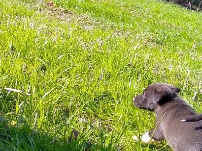 Cachorro raça SRD-ViraLata idade Abaixo de 2 meses nome sem nome