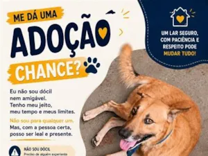 Cachorro raça SRD-ViraLata idade 6 ou mais anos nome Braddock