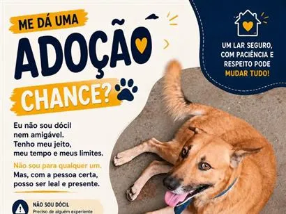 Cachorro raça SRD-ViraLata idade 6 ou mais anos nome Braddock