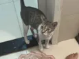 Teresa