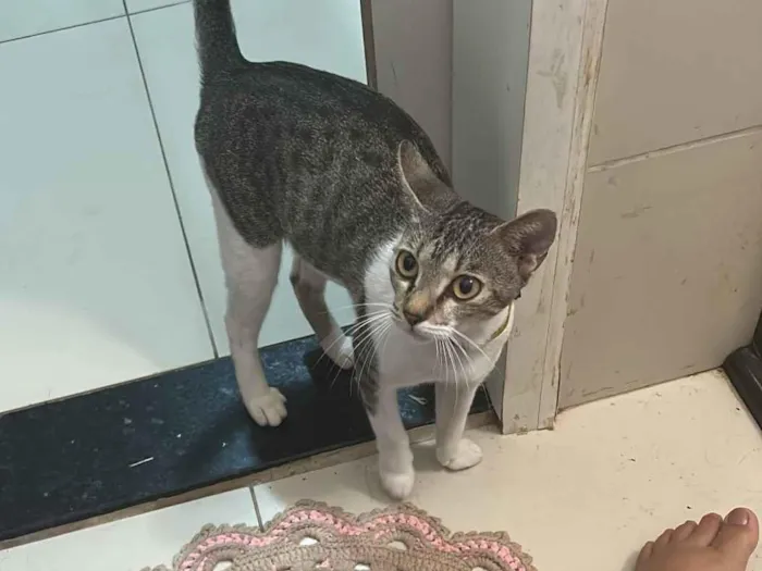 Gato raça SRD-ViraLata idade 2 a 6 meses nome Teresa