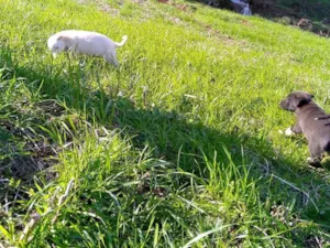 Cachorro raça SRD-ViraLata idade Abaixo de 2 meses nome sem nome