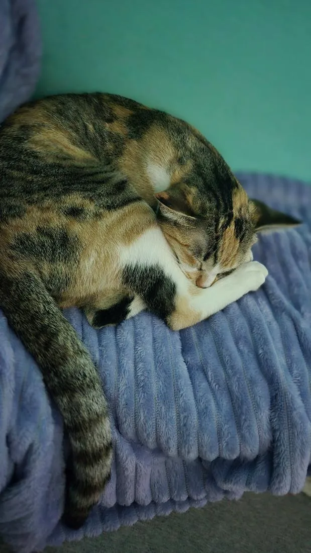 Gato raça SRD-ViraLata idade 7 a 11 meses nome Miah