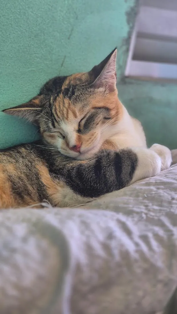 Gato raça SRD-ViraLata idade 7 a 11 meses nome Miah