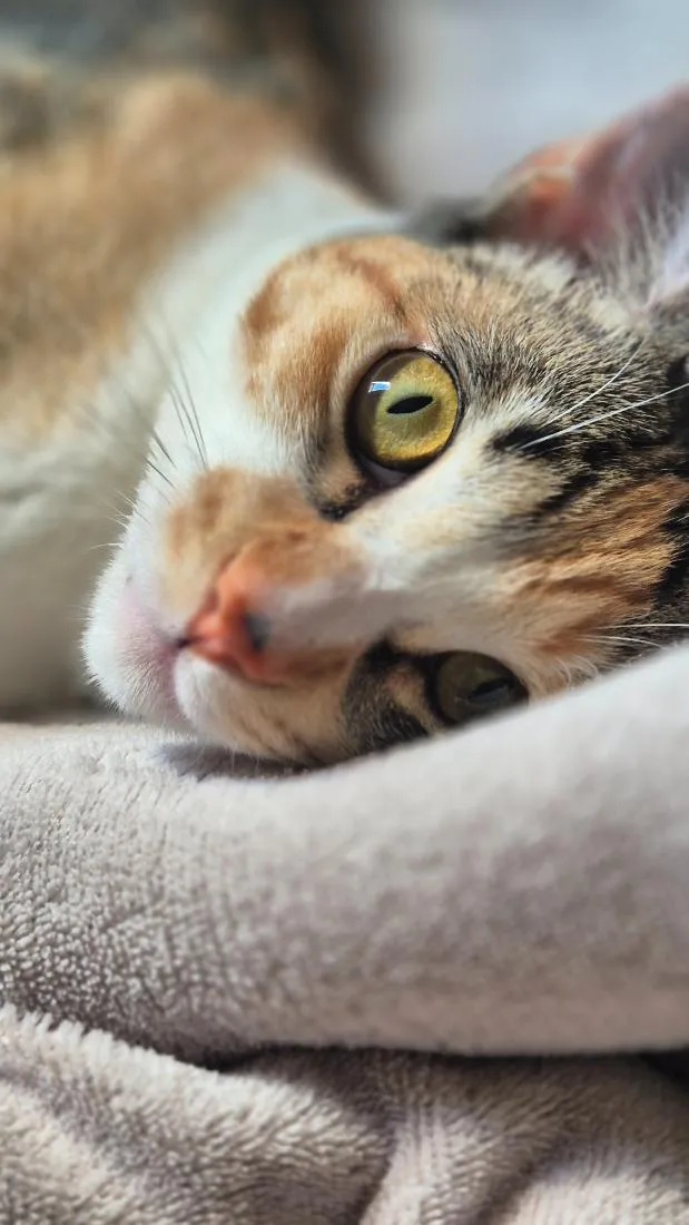 Gato raça SRD-ViraLata idade 7 a 11 meses nome Miah