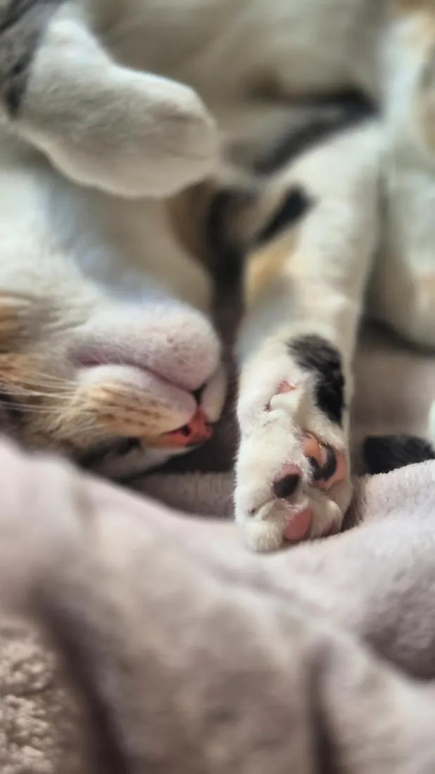 Gato raça SRD-ViraLata idade 7 a 11 meses nome Miah