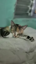 Miah