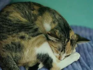 Gato raça SRD-ViraLata idade 7 a 11 meses nome Miah