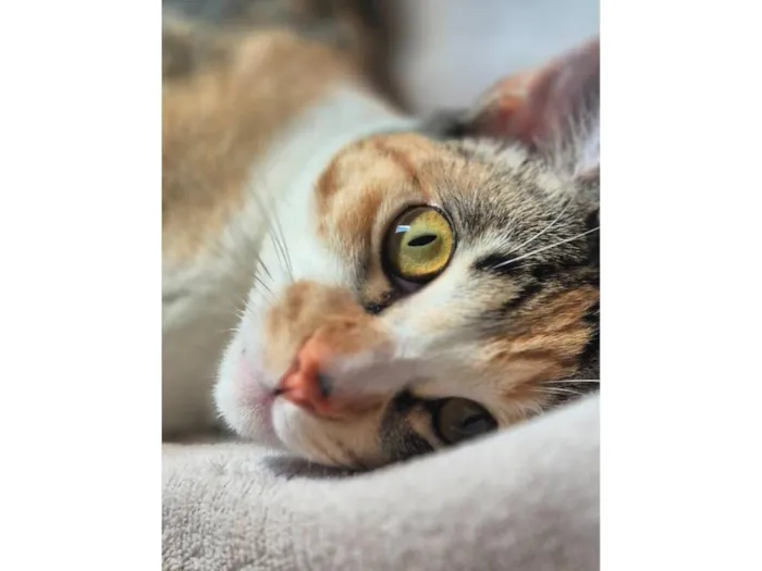 Gato raça SRD-ViraLata idade 7 a 11 meses nome Miah