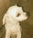 Pitucha