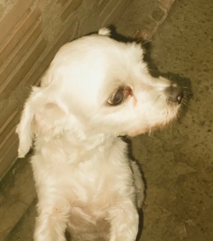 Cachorro raça Maltês idade 4 anos nome Pitucha