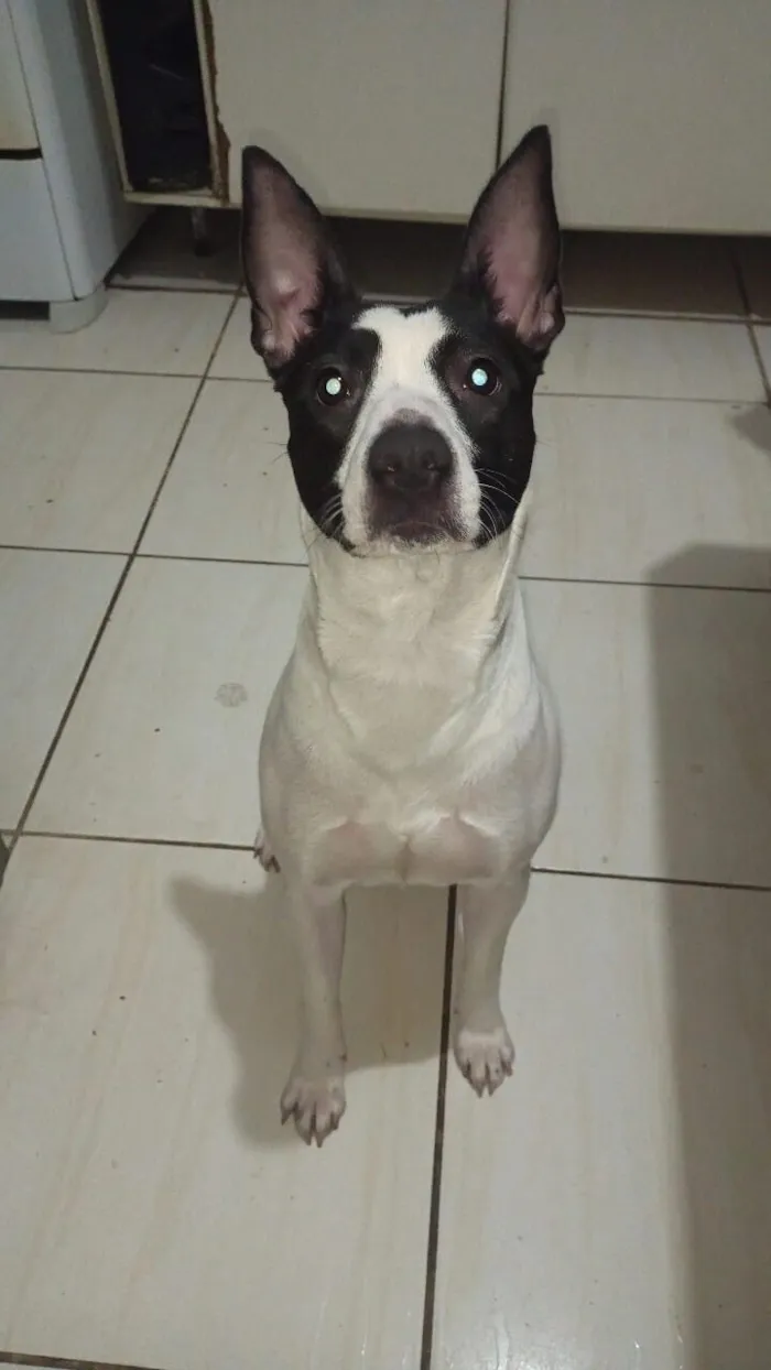 Cachorro raça SRD-ViraLata idade 1 ano nome Aurora