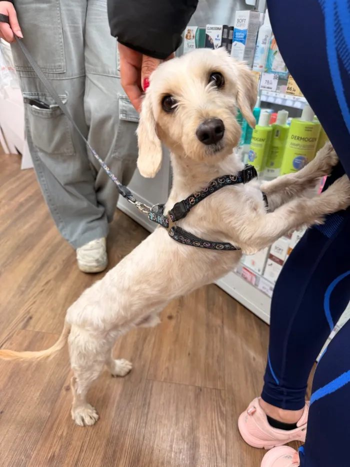 Cachorro raça SRD-ViraLata idade 2 anos nome Billy