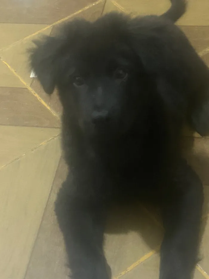 Cachorro raça SRD-ViraLata idade 2 a 6 meses nome Indefinido 