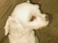 Pitucha