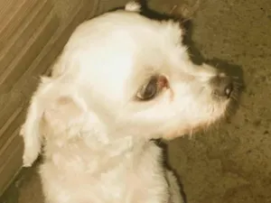 Cachorro raça Maltês idade 4 anos nome Pitucha