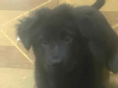 Cachorro raça SRD-ViraLata idade 2 a 6 meses nome Indefinido 