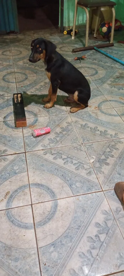 Cachorro raça SRD-ViraLata idade 2 a 6 meses nome spake
