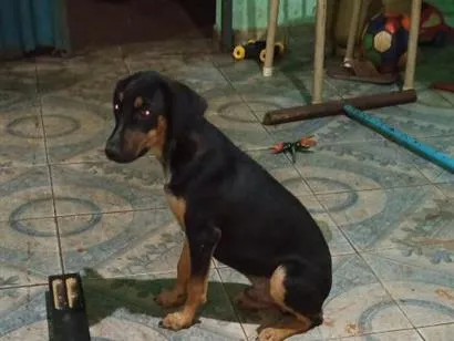 Cachorro raça SRD-ViraLata idade 2 a 6 meses nome spake