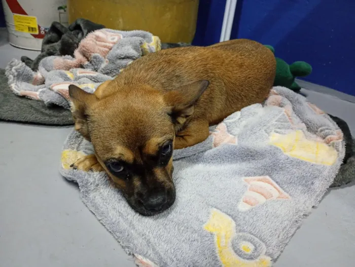 Cachorro raça SRD-ViraLata idade 7 a 11 meses nome clara