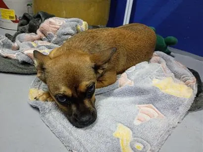 Cachorro raça SRD-ViraLata idade 7 a 11 meses nome clara