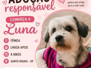 Cachorro raça Lhasa Apso idade 4 anos nome Luna