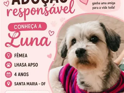Cachorro raça Lhasa Apso idade 4 anos nome Luna