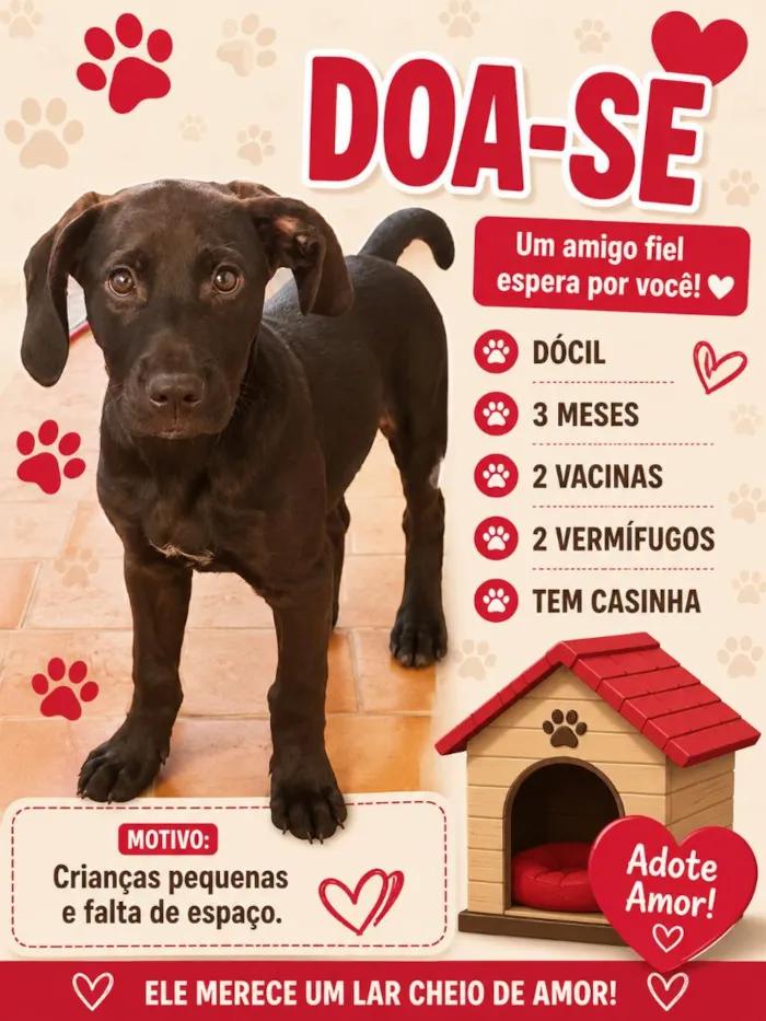 Cachorro raça SRD-ViraLata idade 2 a 6 meses nome Luke