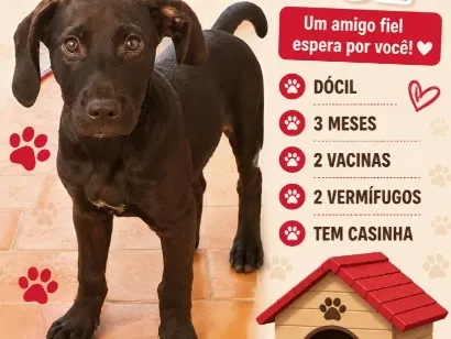 Cachorro raça SRD-ViraLata idade 2 a 6 meses nome Luke