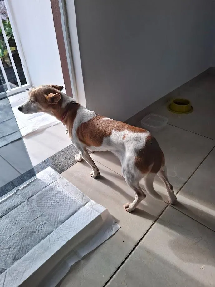 Cachorro raça SRD-ViraLata idade 4 anos nome não sei
