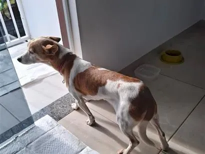 Cachorro raça SRD-ViraLata idade 4 anos nome não sei