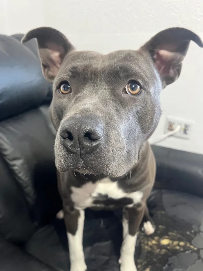 Cachorro raça Pit-Bull idade 7 a 11 meses nome Zaraa
