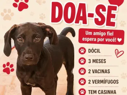 Cachorro raça SRD-ViraLata idade 2 a 6 meses nome Luke