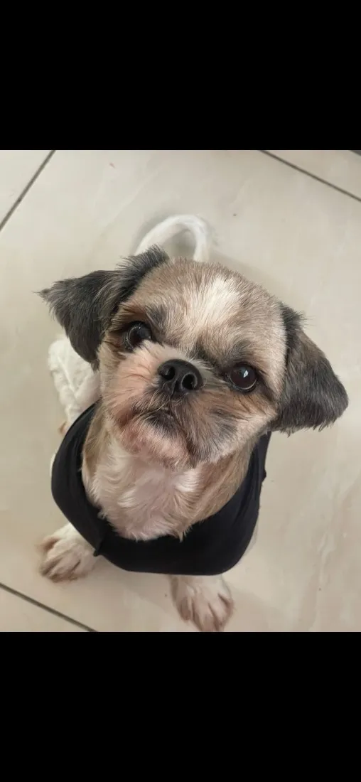 Cachorro raça Shitzu idade 1 ano nome Kyara